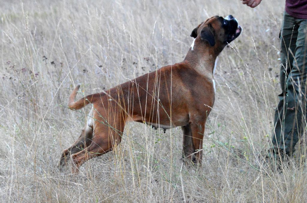 Les Boxer de l'affixe De La Colline Aux Crocs D'or