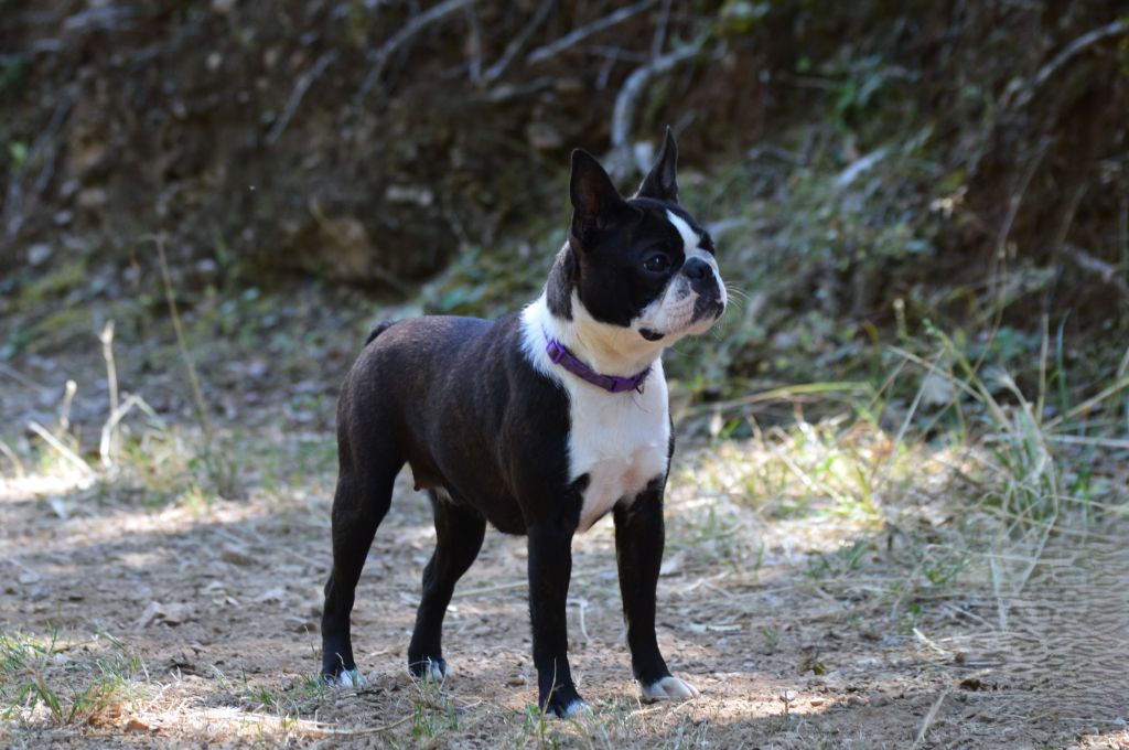 De La Colline Aux Crocs D'or - Chiot disponible  - Boston Terrier