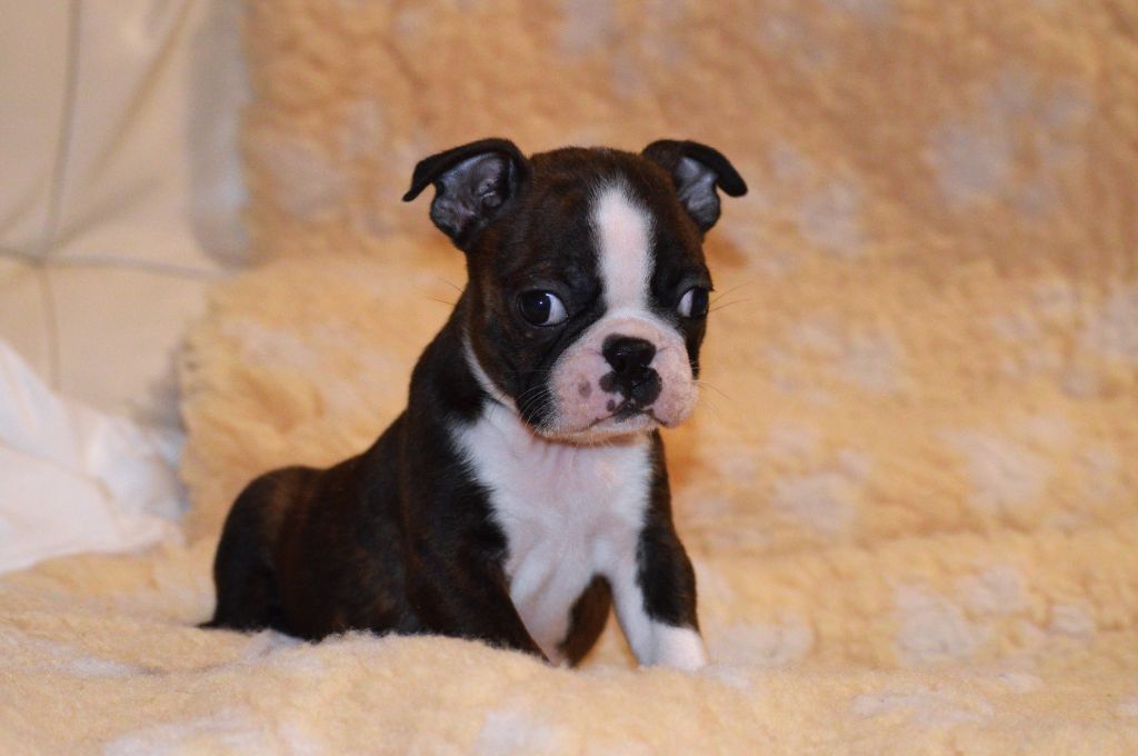 De La Colline Aux Crocs D'or - Chiot disponible  - Boston Terrier