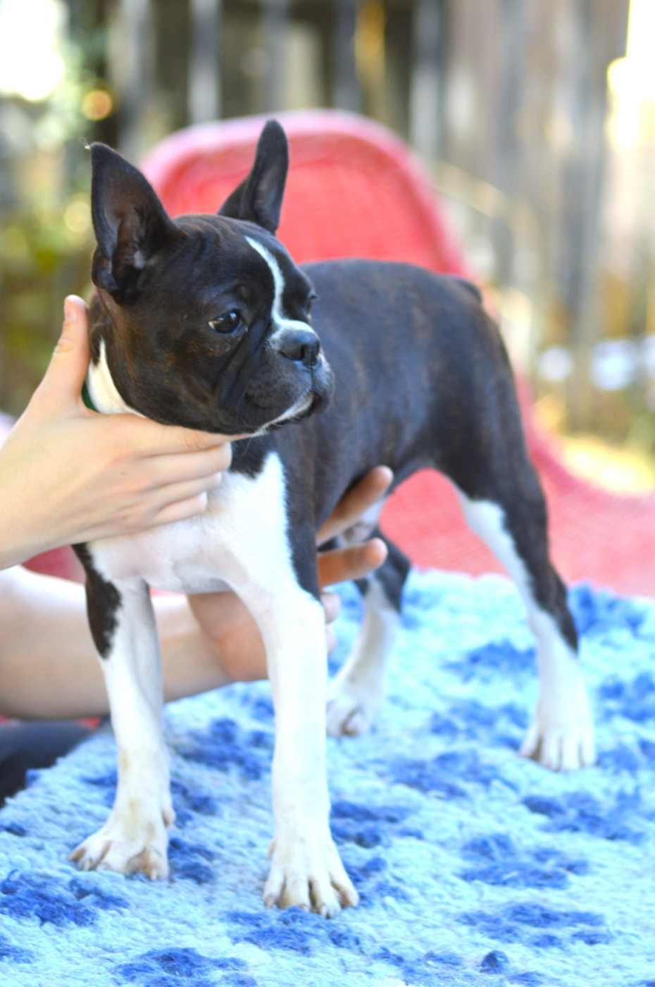 Buzz, chiot Boston Terrier disponible