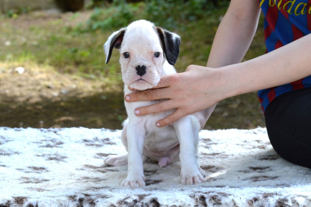 De La Colline Aux Crocs D'or - Chiots disponibles - Boxer