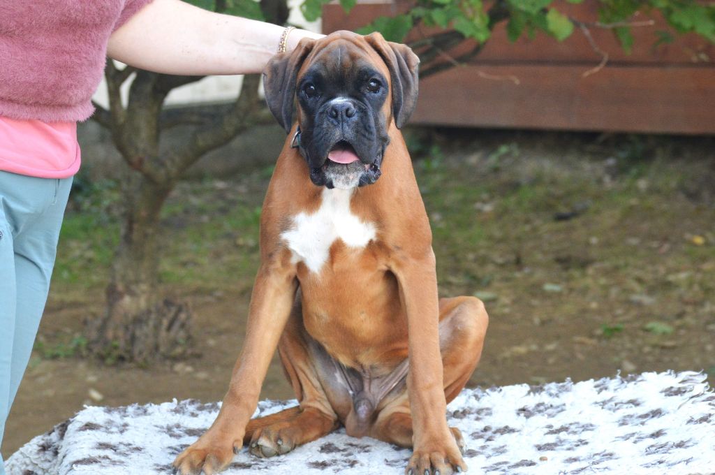 De La Colline Aux Crocs D'or - Chiots disponibles - Boxer