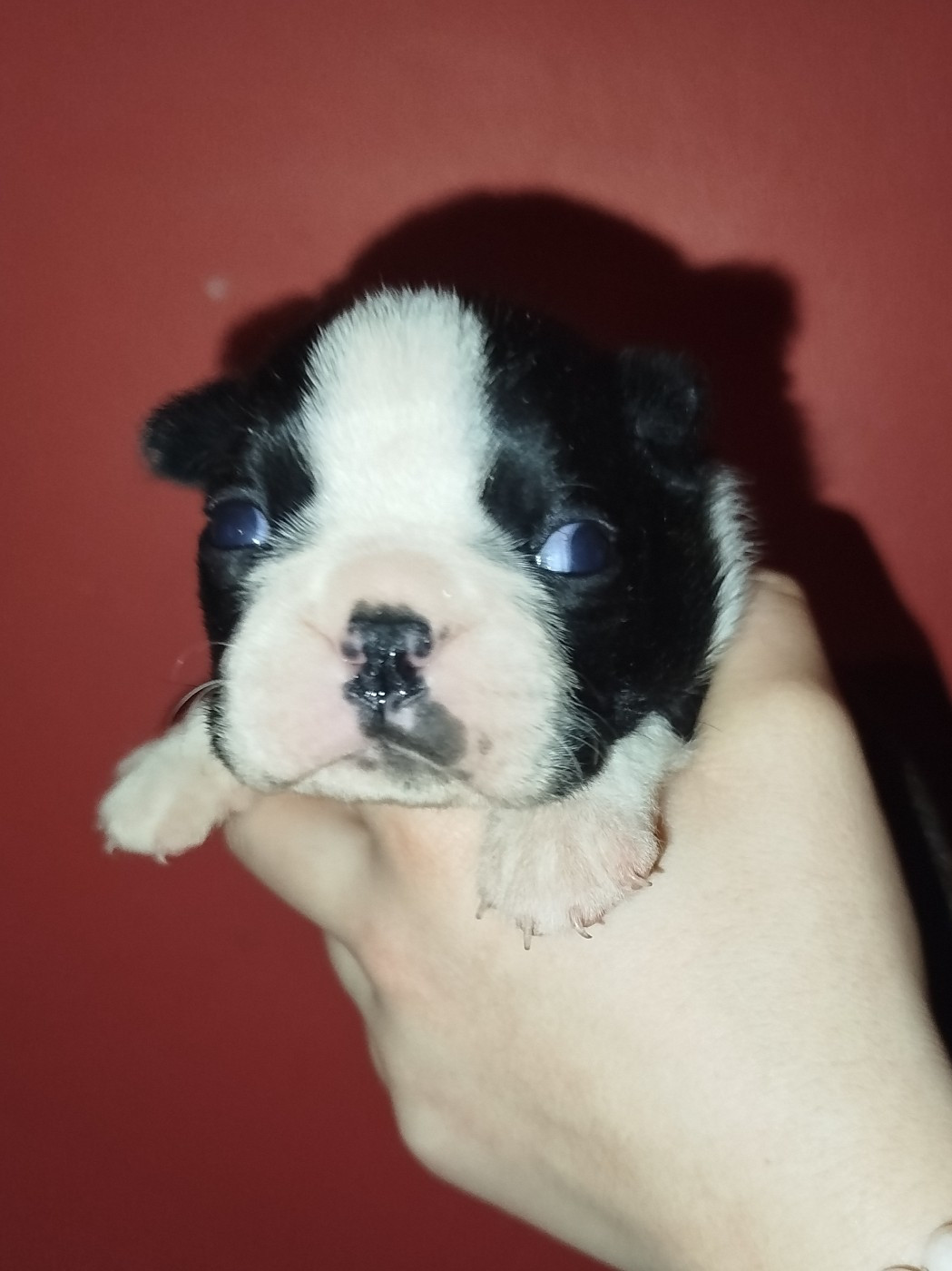 De La Colline Aux Crocs D'or - Chiots disponibles - Boston Terrier