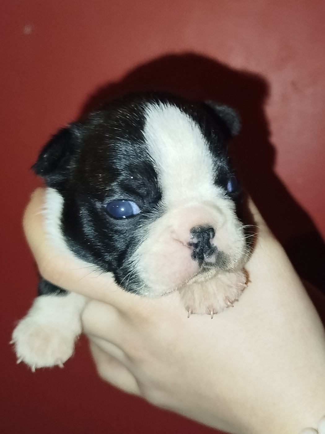 De La Colline Aux Crocs D'or - Chiots disponibles - Boston Terrier
