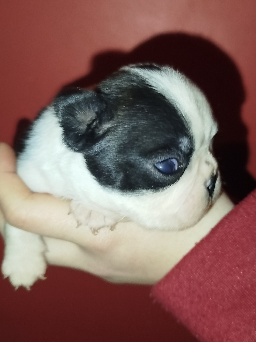 De La Colline Aux Crocs D'or - Chiots disponibles - Boston Terrier