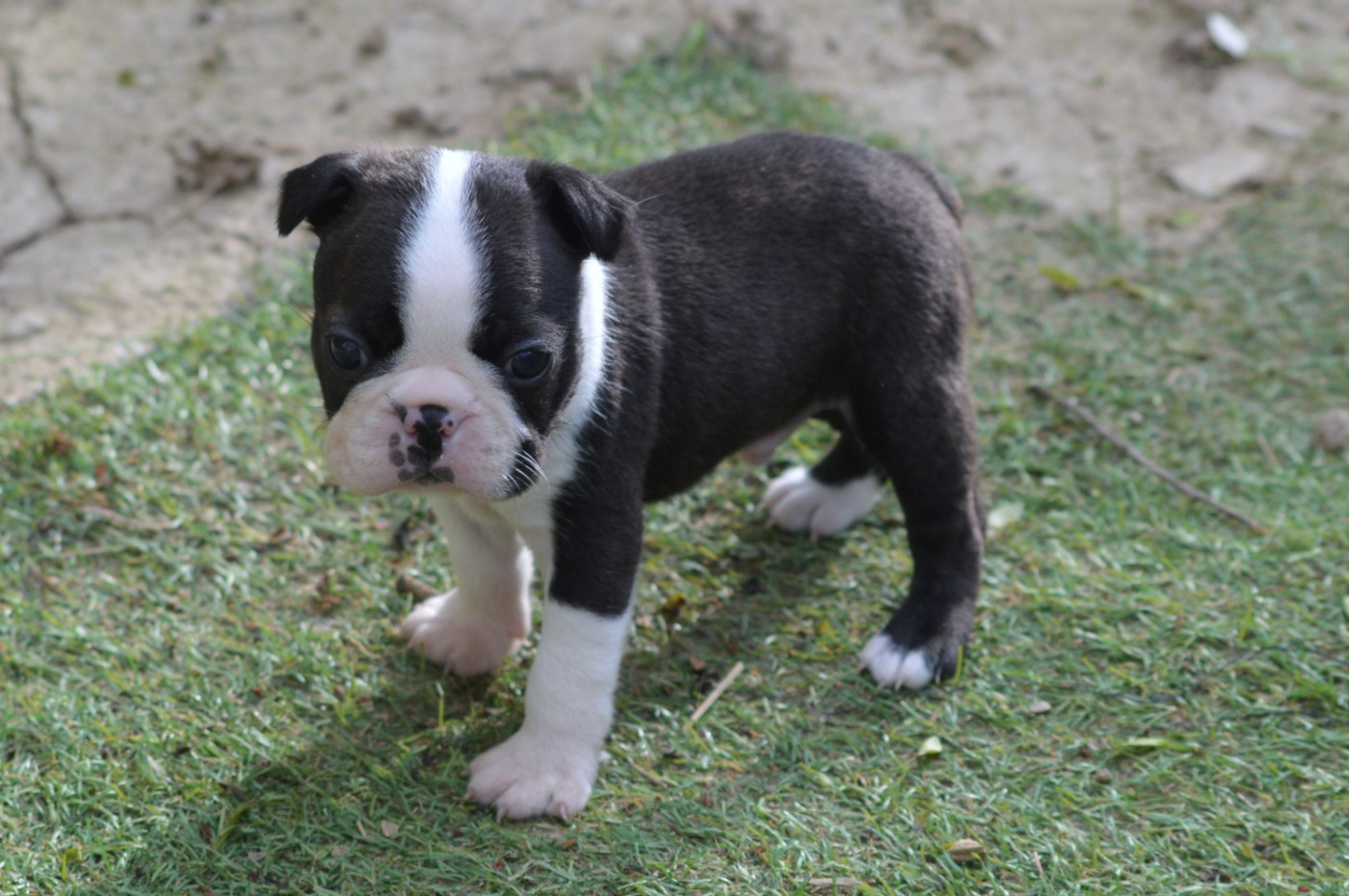 De La Colline Aux Crocs D'or - Chiots disponibles - Boston Terrier