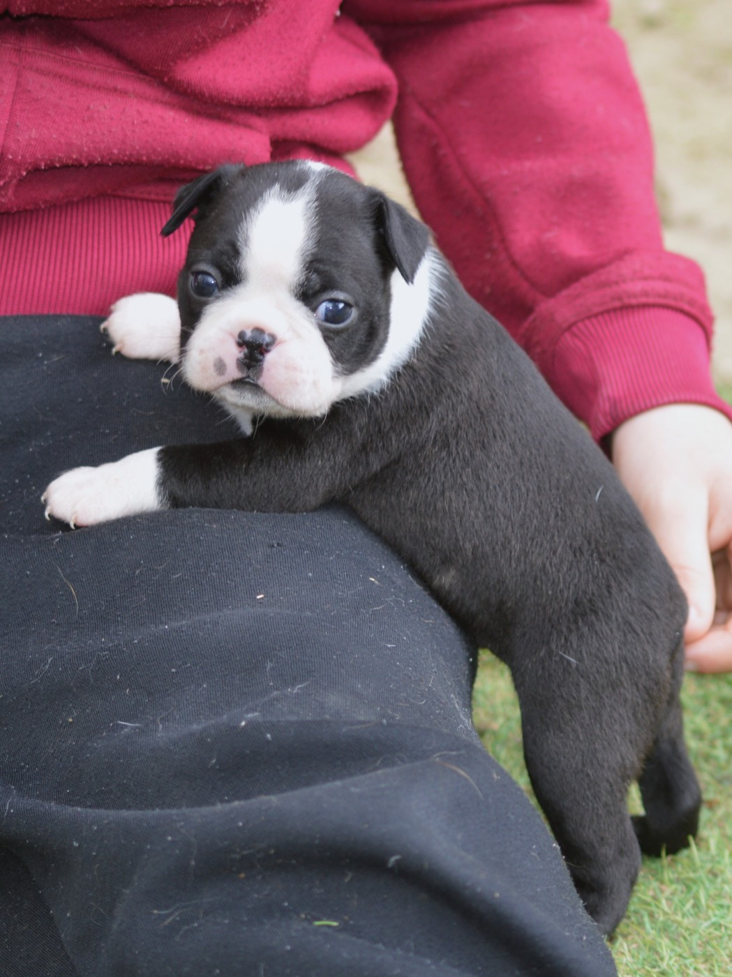 De La Colline Aux Crocs D'or - Chiots disponibles - Boston Terrier