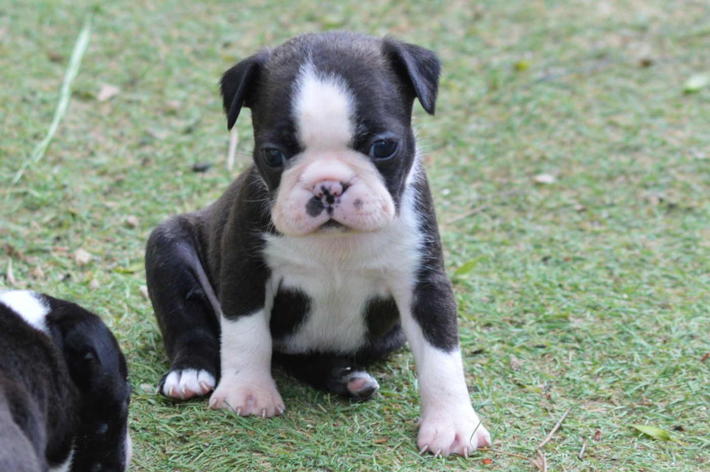 De La Colline Aux Crocs D'or - Chiots disponibles - Boston Terrier