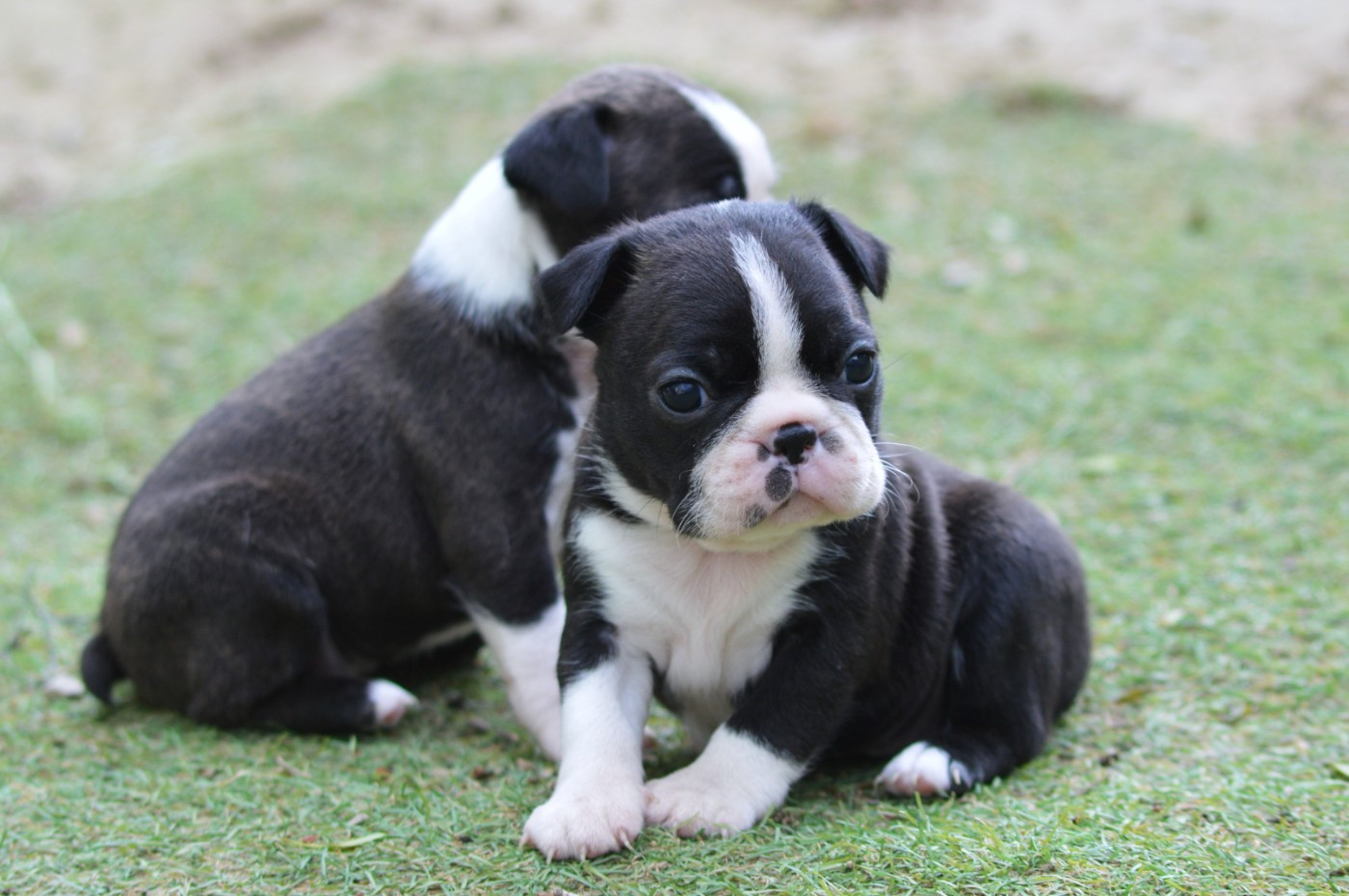 De La Colline Aux Crocs D'or - Chiots disponibles - Boston Terrier