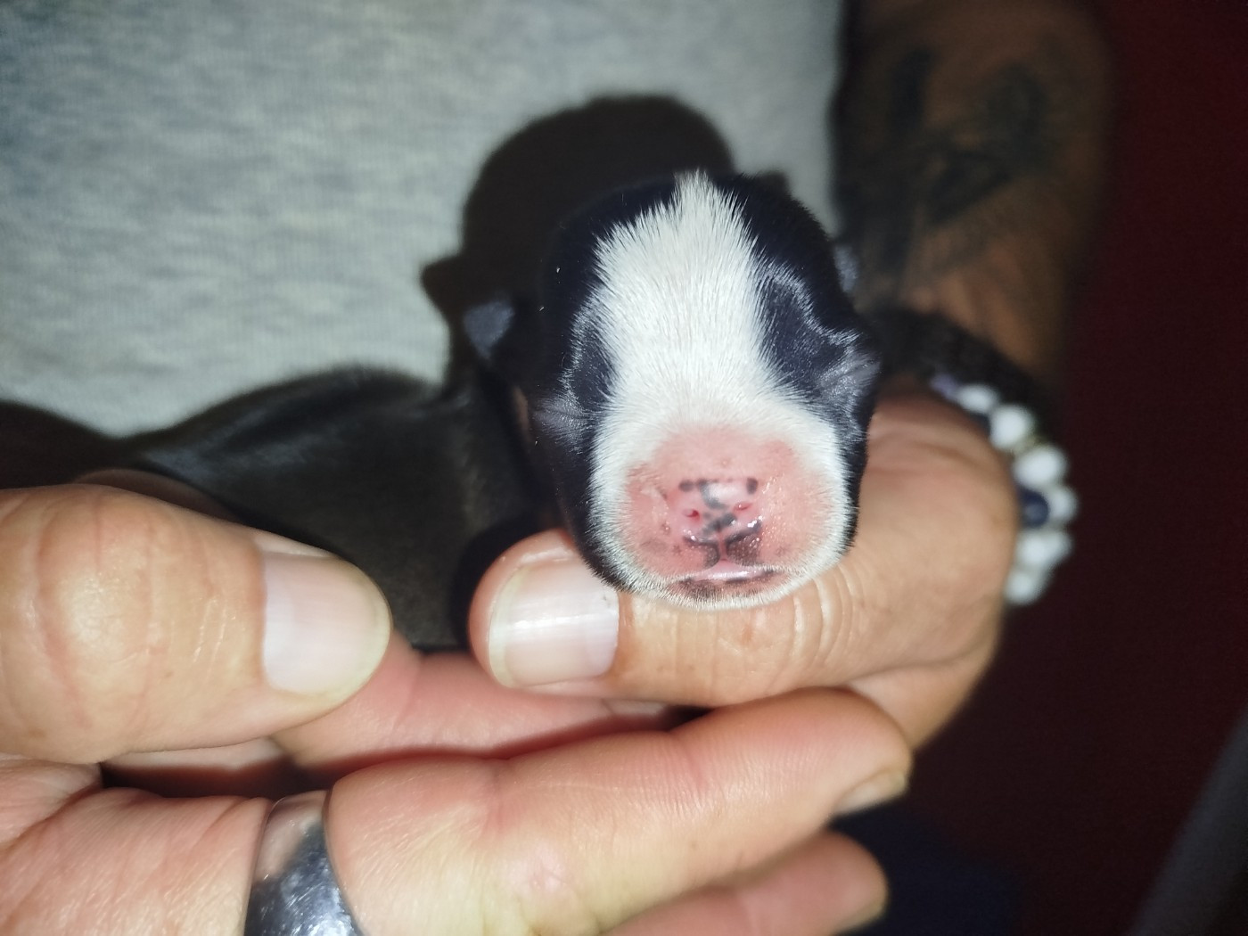 De La Colline Aux Crocs D'or - Chiots disponibles - Boston Terrier