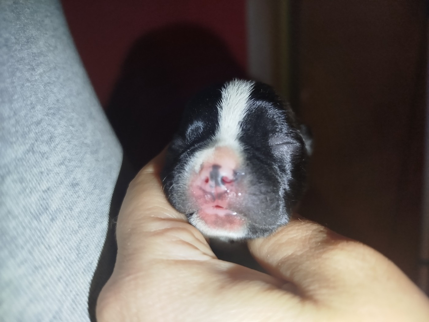 De La Colline Aux Crocs D'or - Chiots disponibles - Boston Terrier