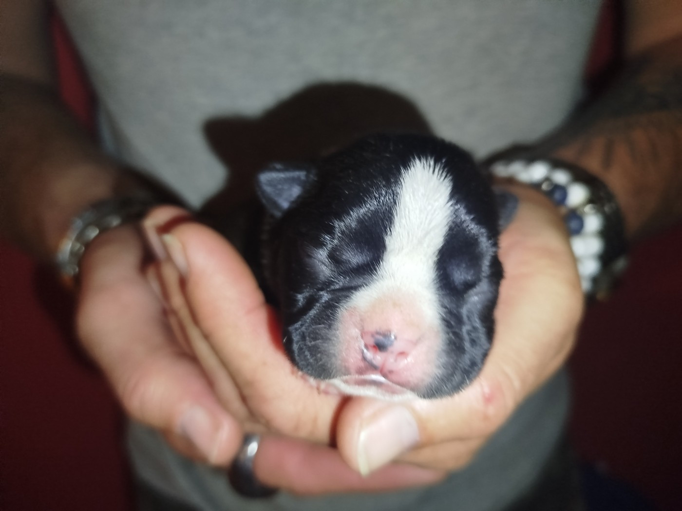 De La Colline Aux Crocs D'or - Chiots disponibles - Boston Terrier