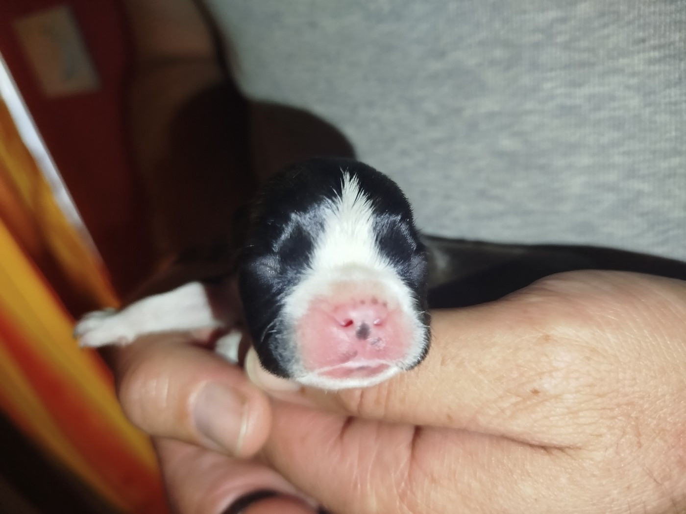 De La Colline Aux Crocs D'or - Chiots disponibles - Boston Terrier