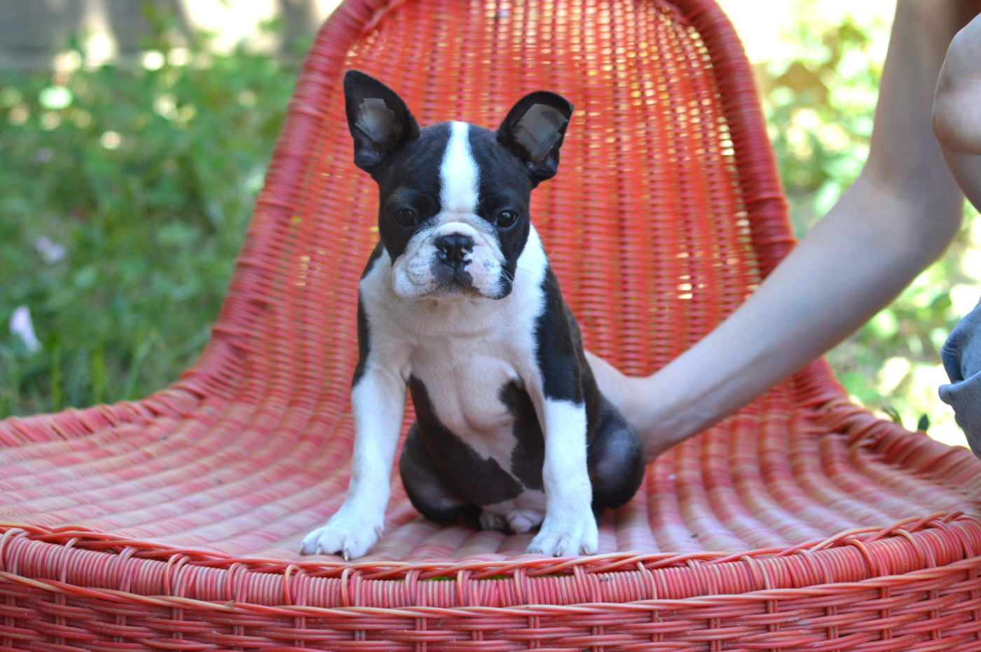 De La Colline Aux Crocs D'or - Chiots disponibles - Boston Terrier