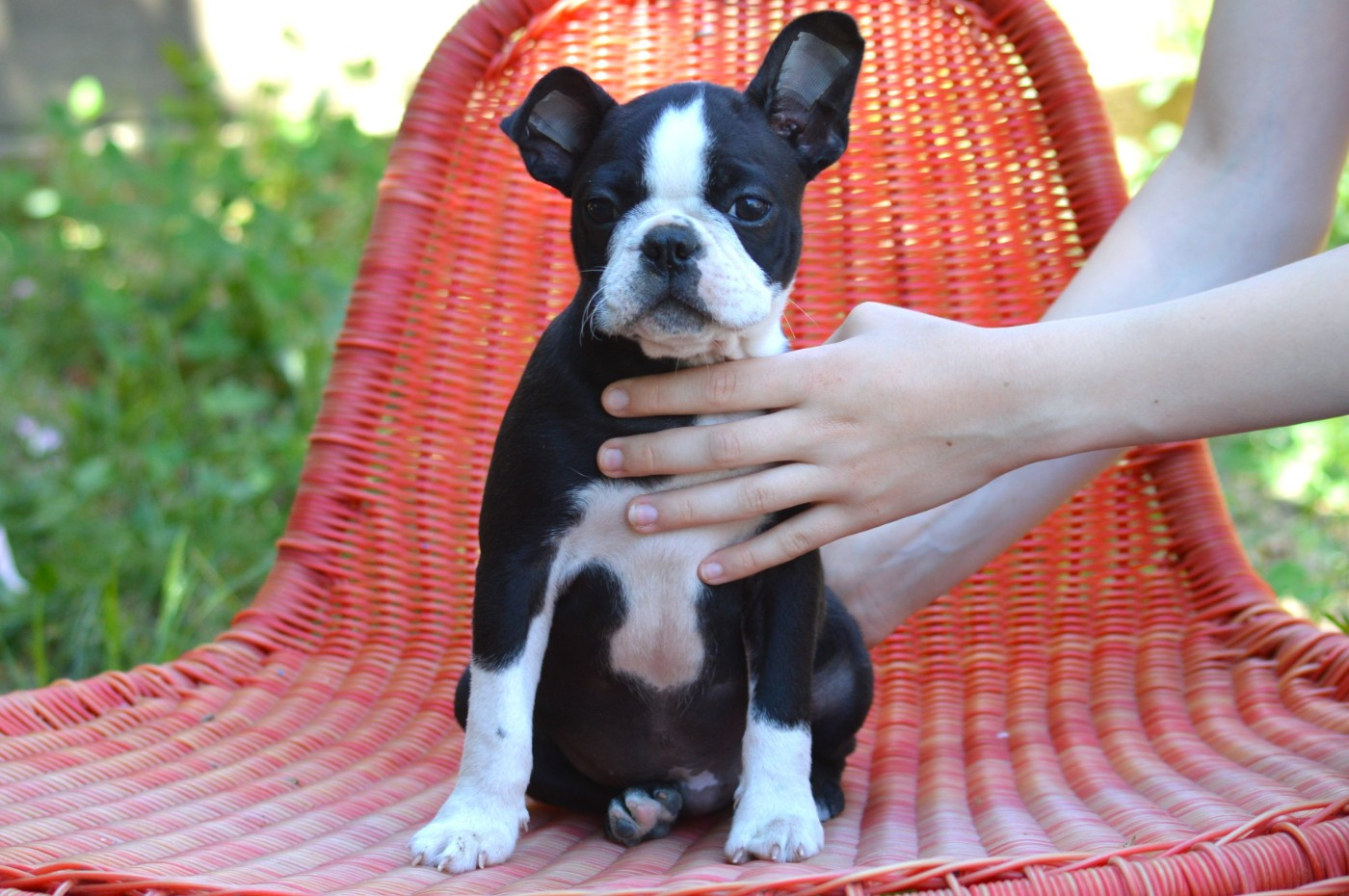 De La Colline Aux Crocs D'or - Chiots disponibles - Boston Terrier