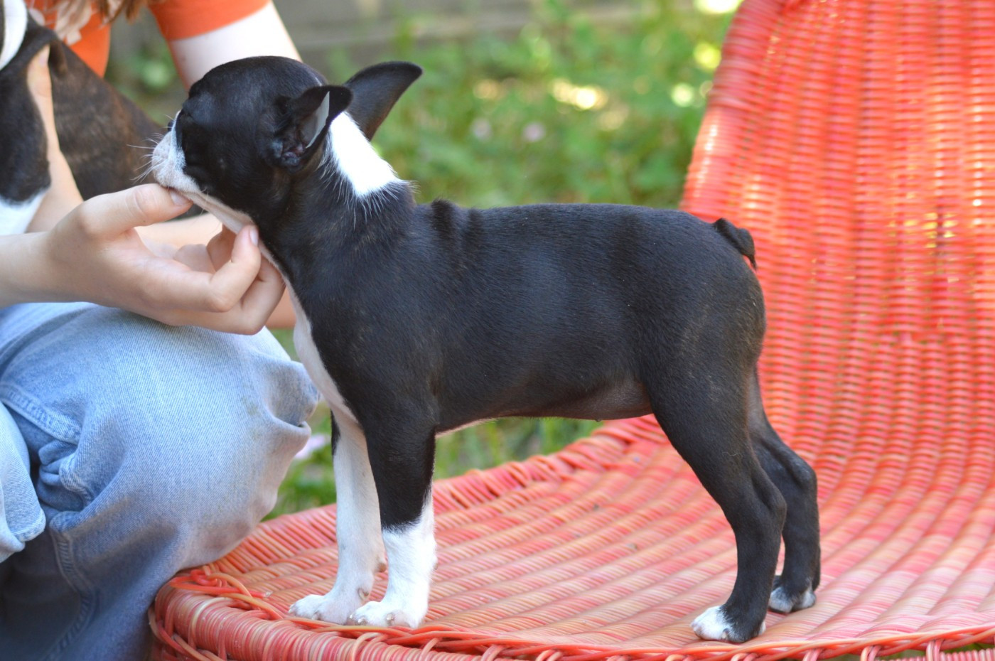 De La Colline Aux Crocs D'or - Chiots disponibles - Boston Terrier
