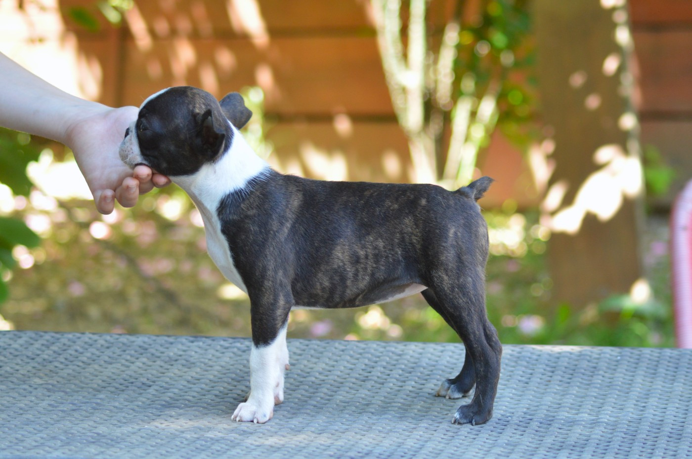 De La Colline Aux Crocs D'or - Chiots disponibles - Boston Terrier