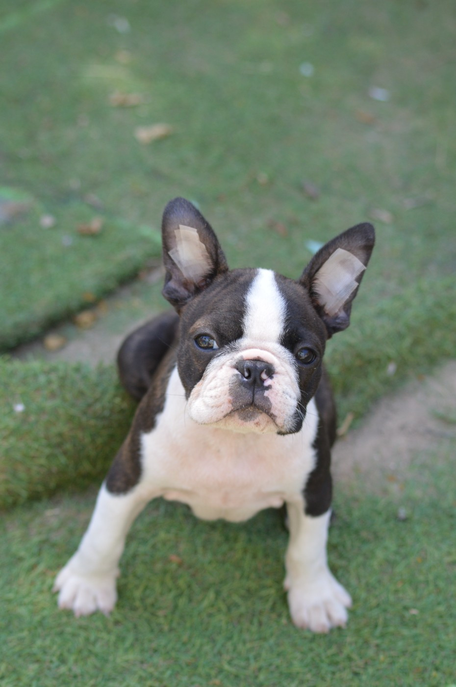 De La Colline Aux Crocs D'or - Chiots disponibles - Boston Terrier