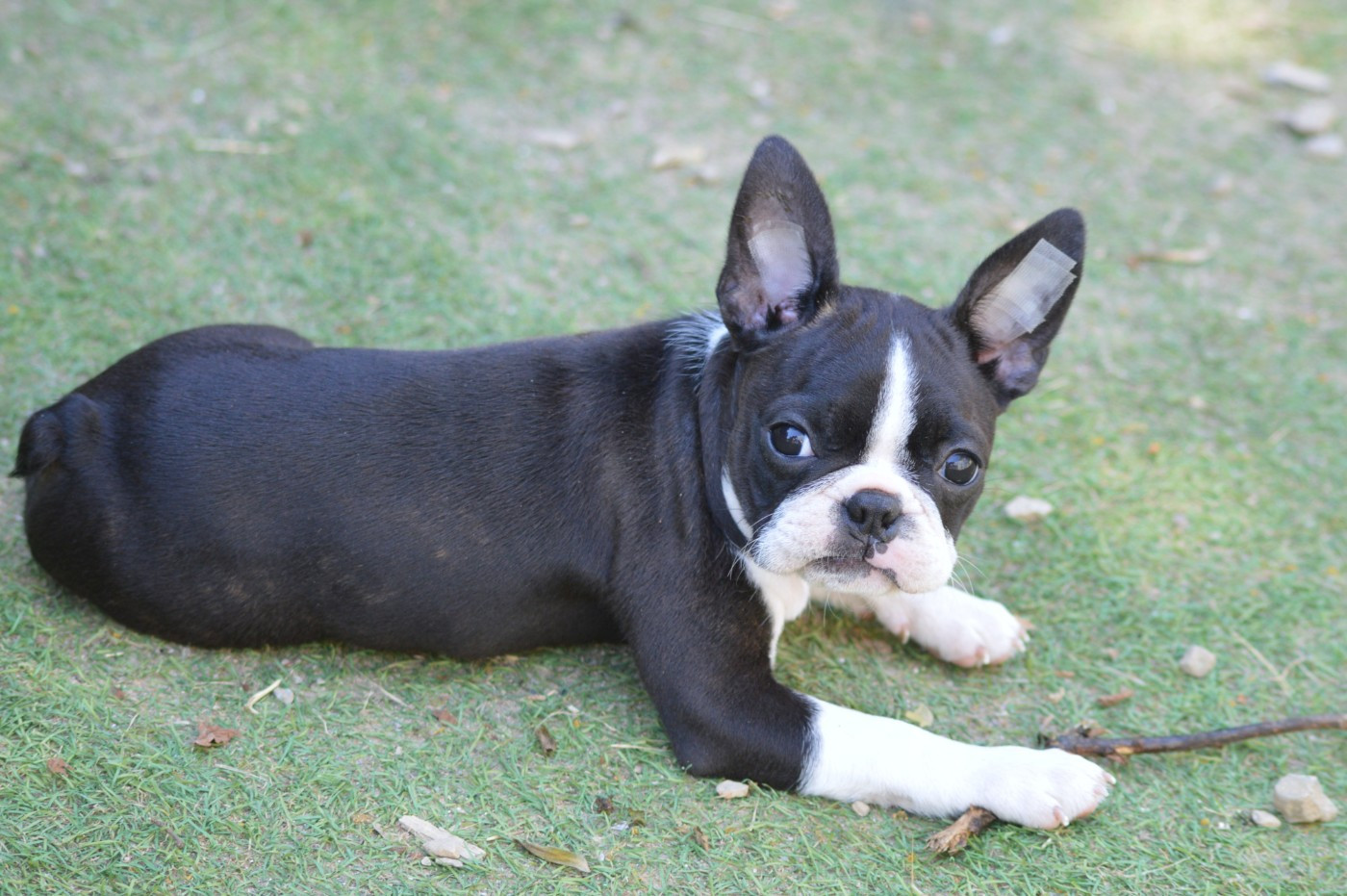 De La Colline Aux Crocs D'or - Chiots disponibles - Boston Terrier