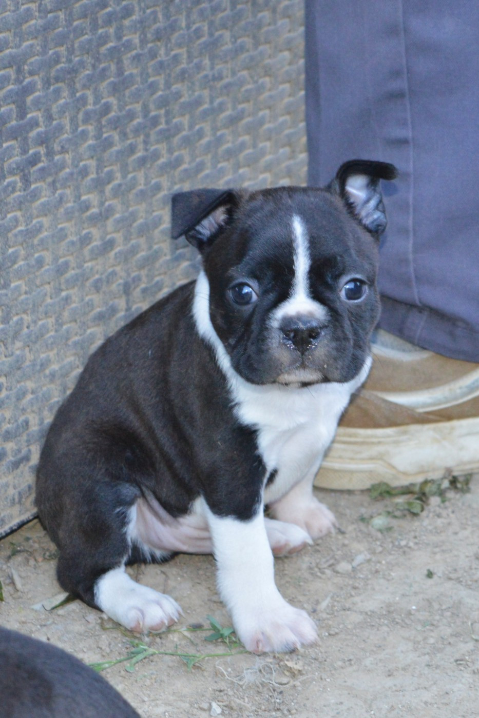 De La Colline Aux Crocs D'or - Chiots disponibles - Boston Terrier