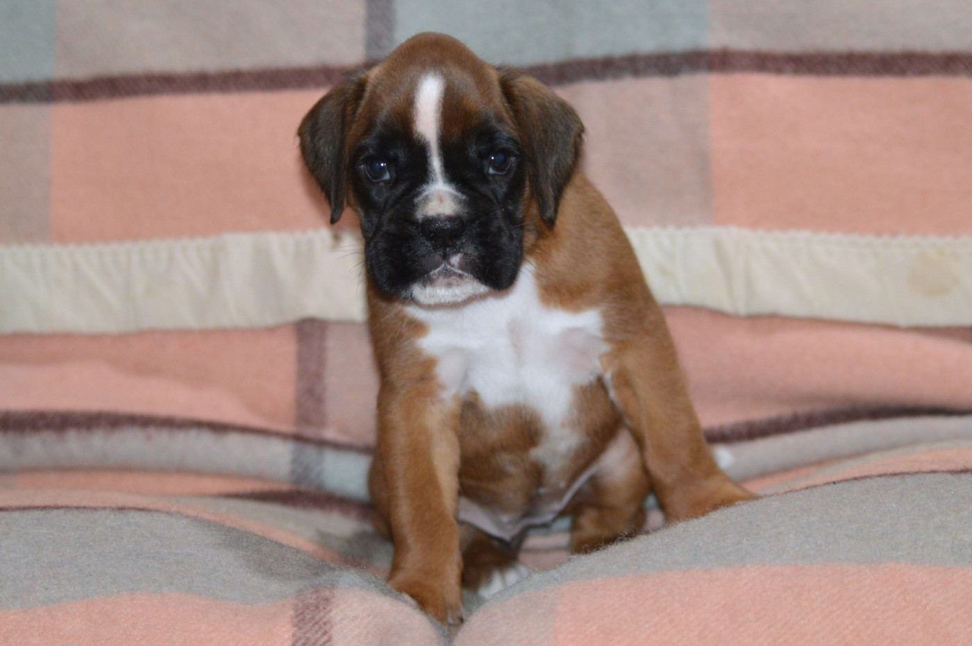 De La Colline Aux Crocs D'or - Chiots disponibles - Boxer