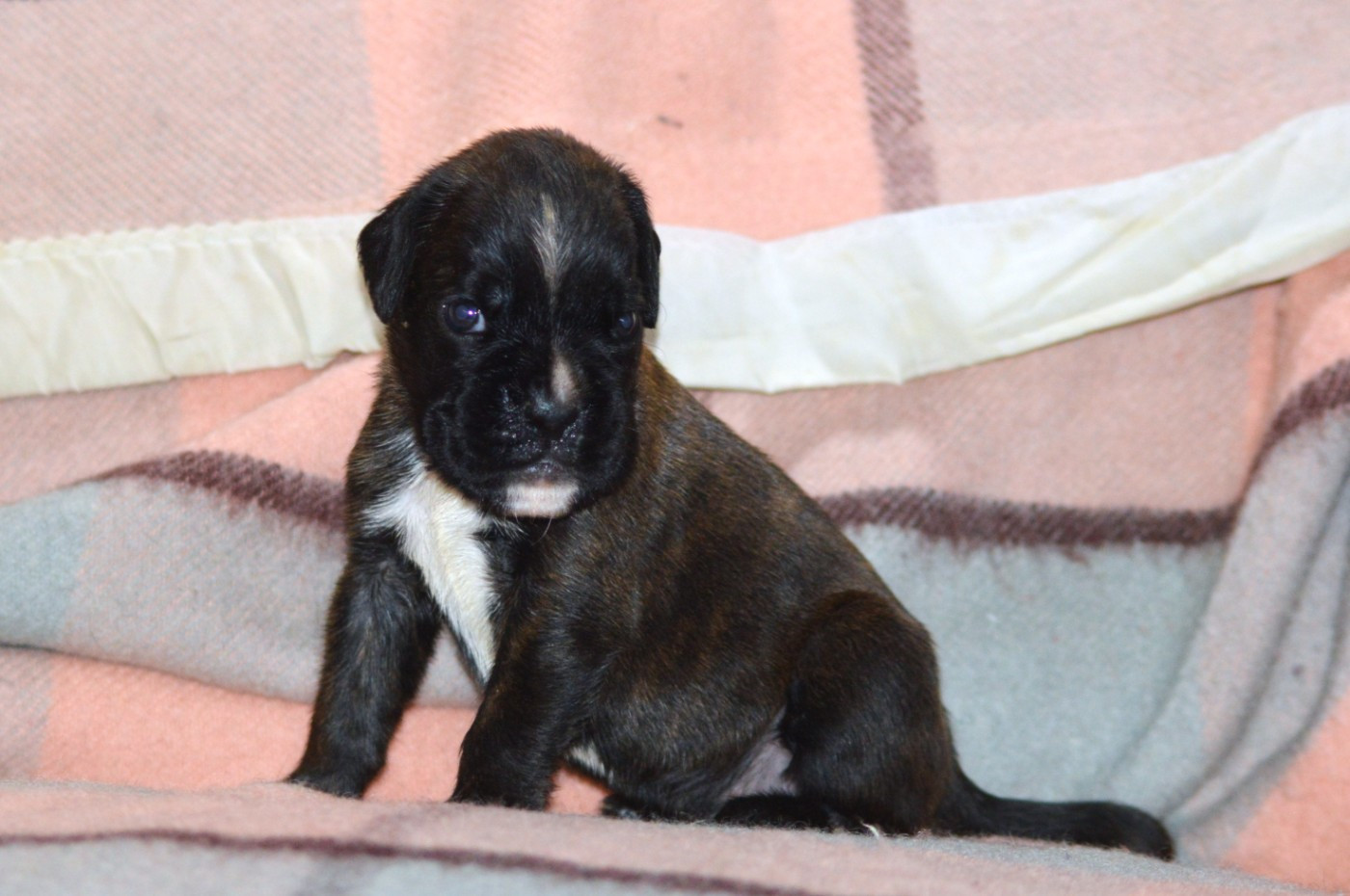 De La Colline Aux Crocs D'or - Chiots disponibles - Boxer
