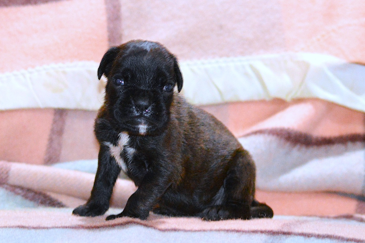 De La Colline Aux Crocs D'or - Chiots disponibles - Boxer