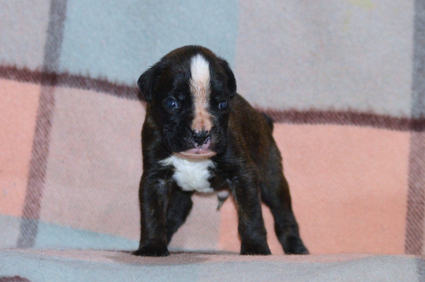 De La Colline Aux Crocs D'or - Chiots disponibles - Boxer