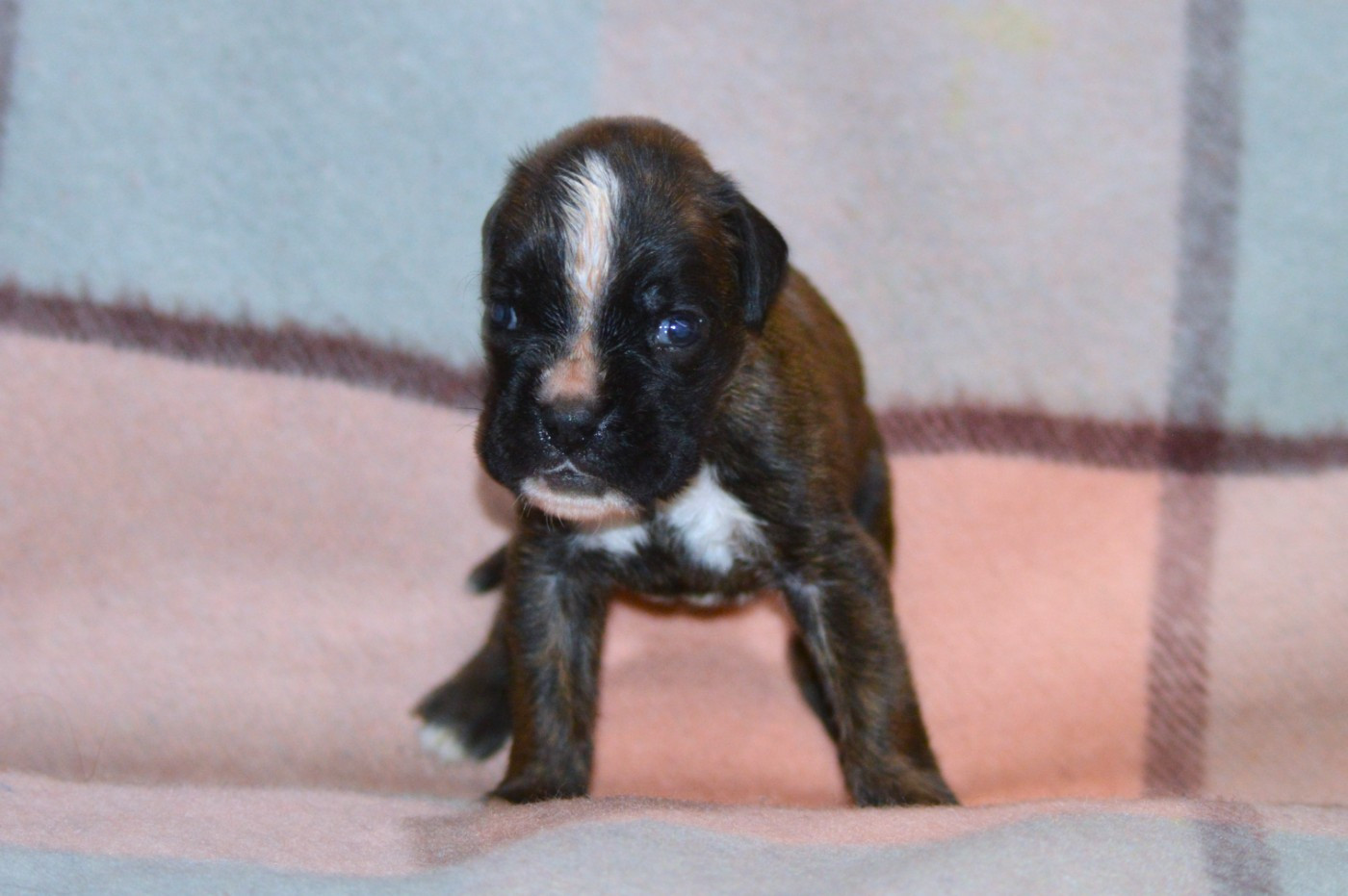 De La Colline Aux Crocs D'or - Chiots disponibles - Boxer