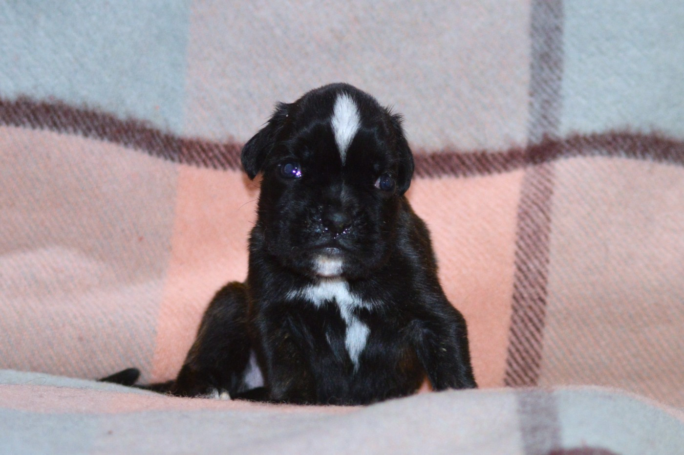 De La Colline Aux Crocs D'or - Chiots disponibles - Boxer