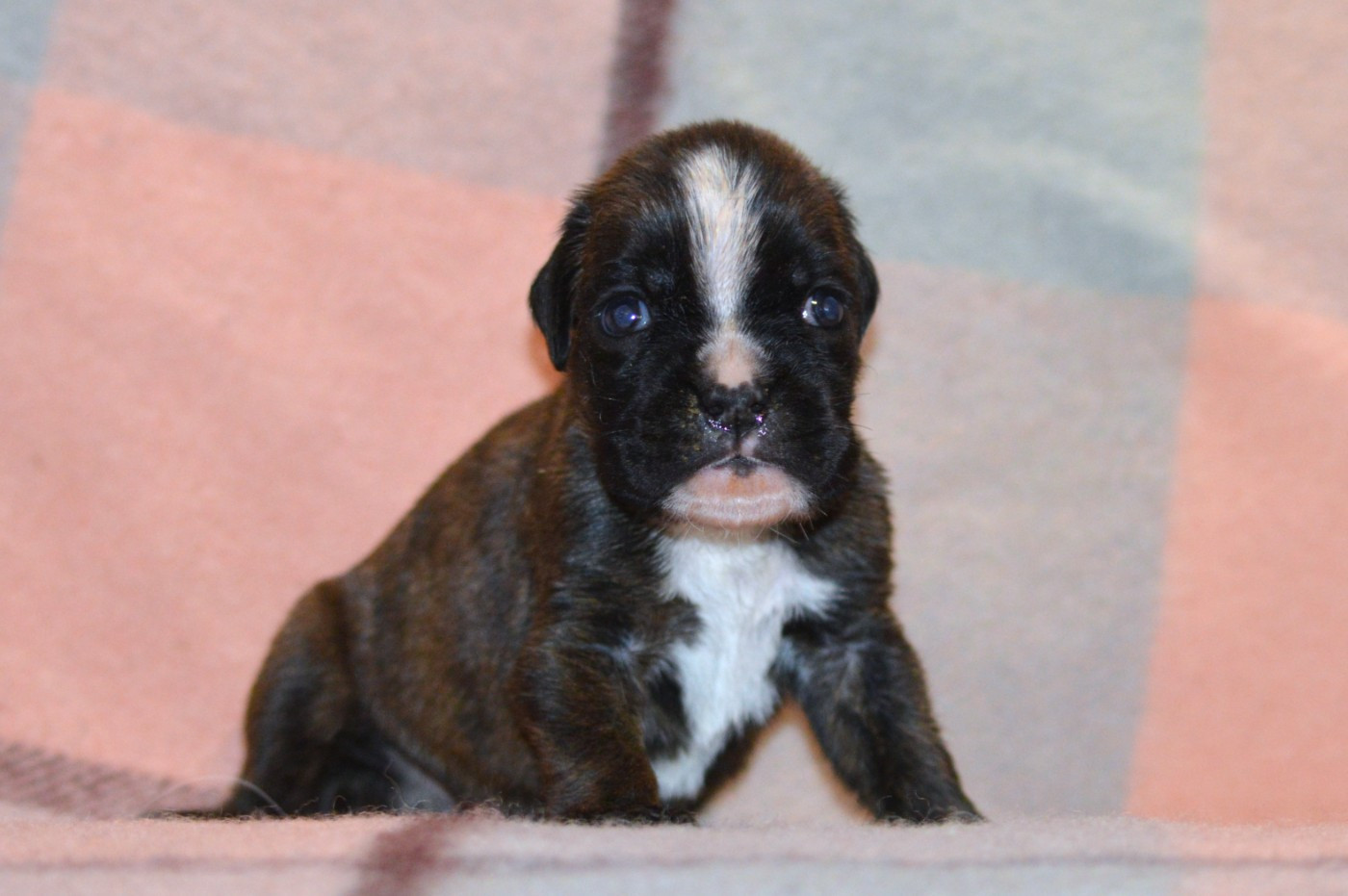 De La Colline Aux Crocs D'or - Chiots disponibles - Boxer