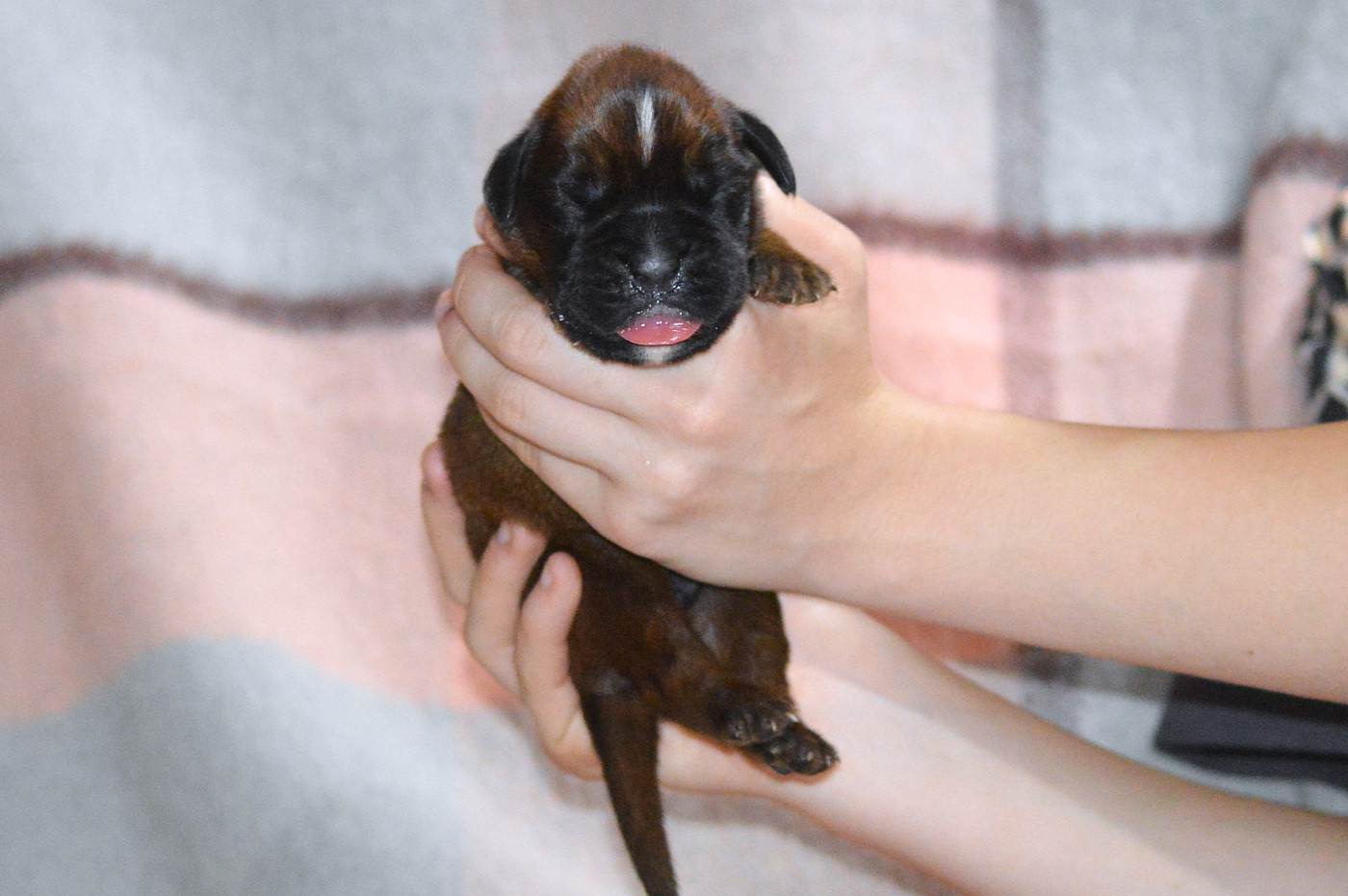De La Colline Aux Crocs D'or - Chiots disponibles - Boxer