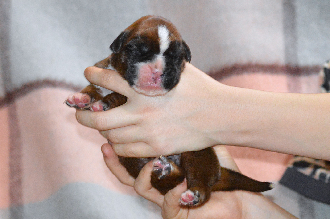De La Colline Aux Crocs D'or - Chiots disponibles - Boxer