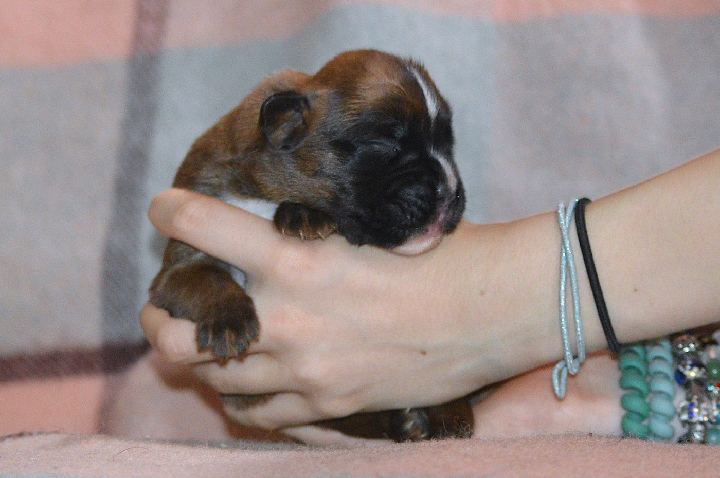 De La Colline Aux Crocs D'or - Chiots disponibles - Boxer