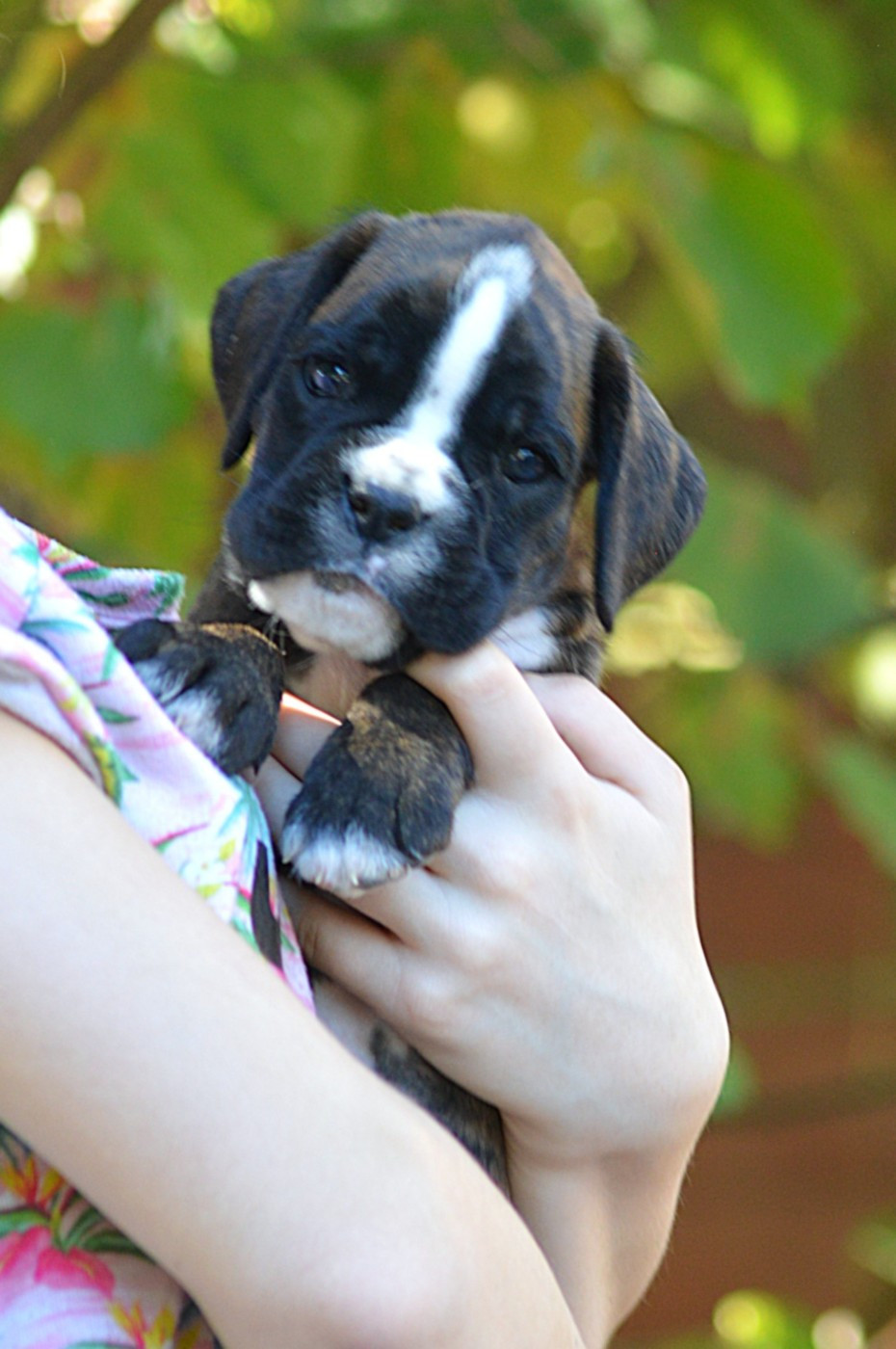 De La Colline Aux Crocs D'or - Chiots disponibles - Boxer