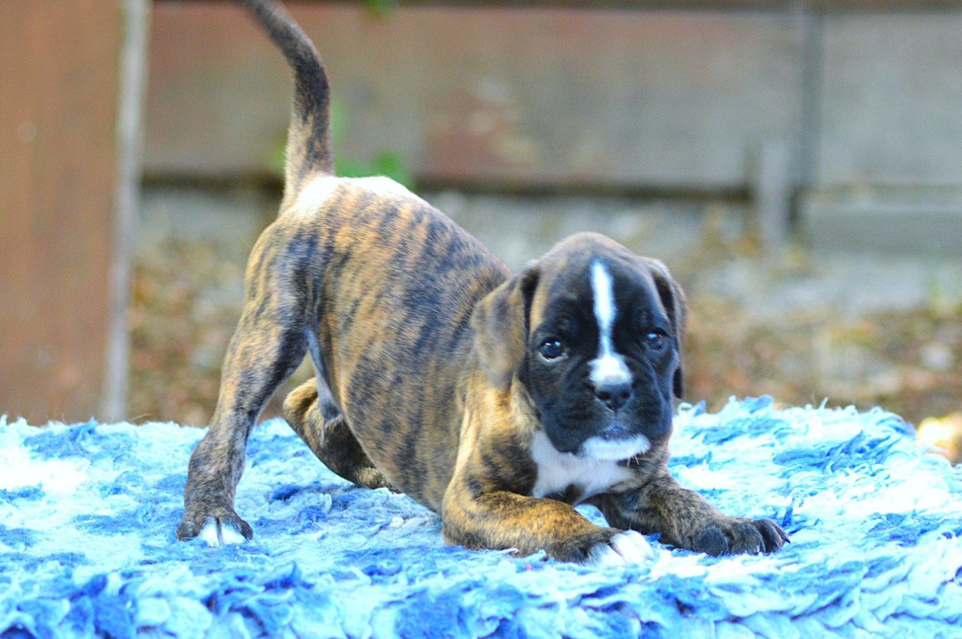 De La Colline Aux Crocs D'or - Chiots disponibles - Boxer