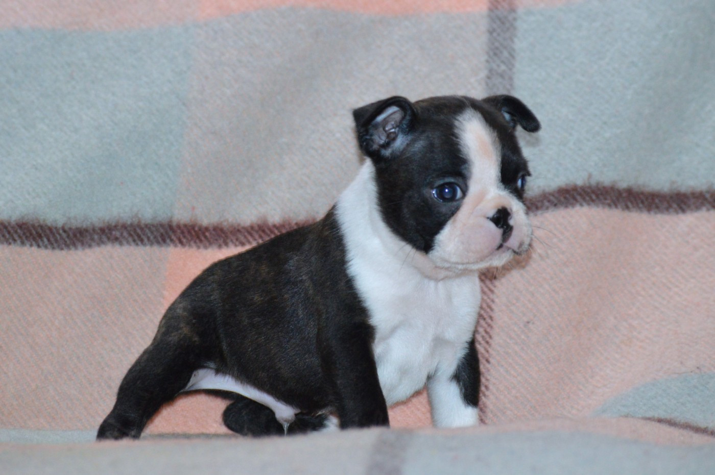 De La Colline Aux Crocs D'or - Chiots disponibles - Boston Terrier