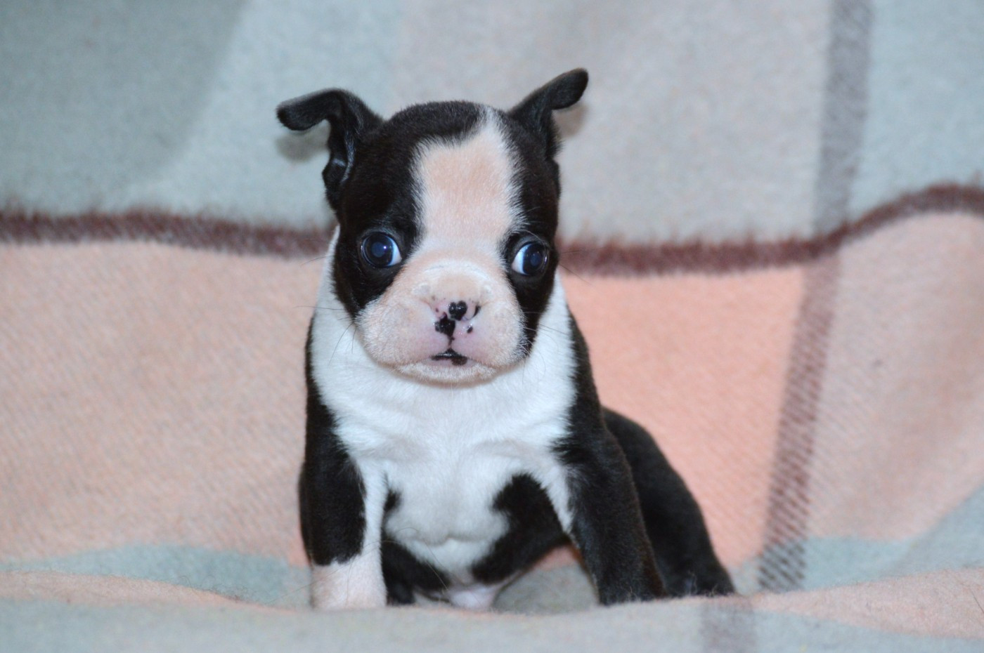 De La Colline Aux Crocs D'or - Chiots disponibles - Boston Terrier