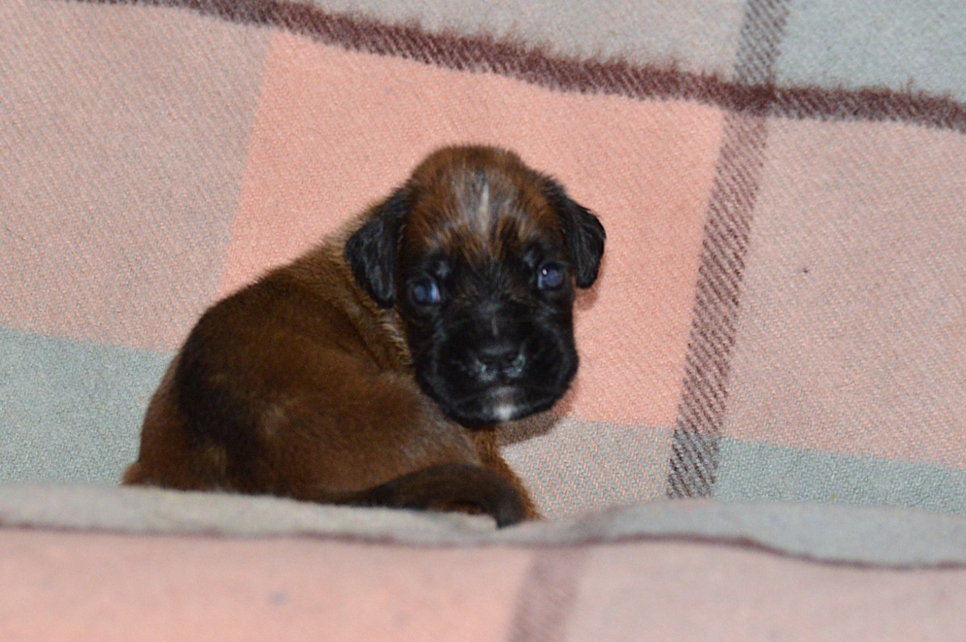 De La Colline Aux Crocs D'or - Chiots disponibles - Boxer