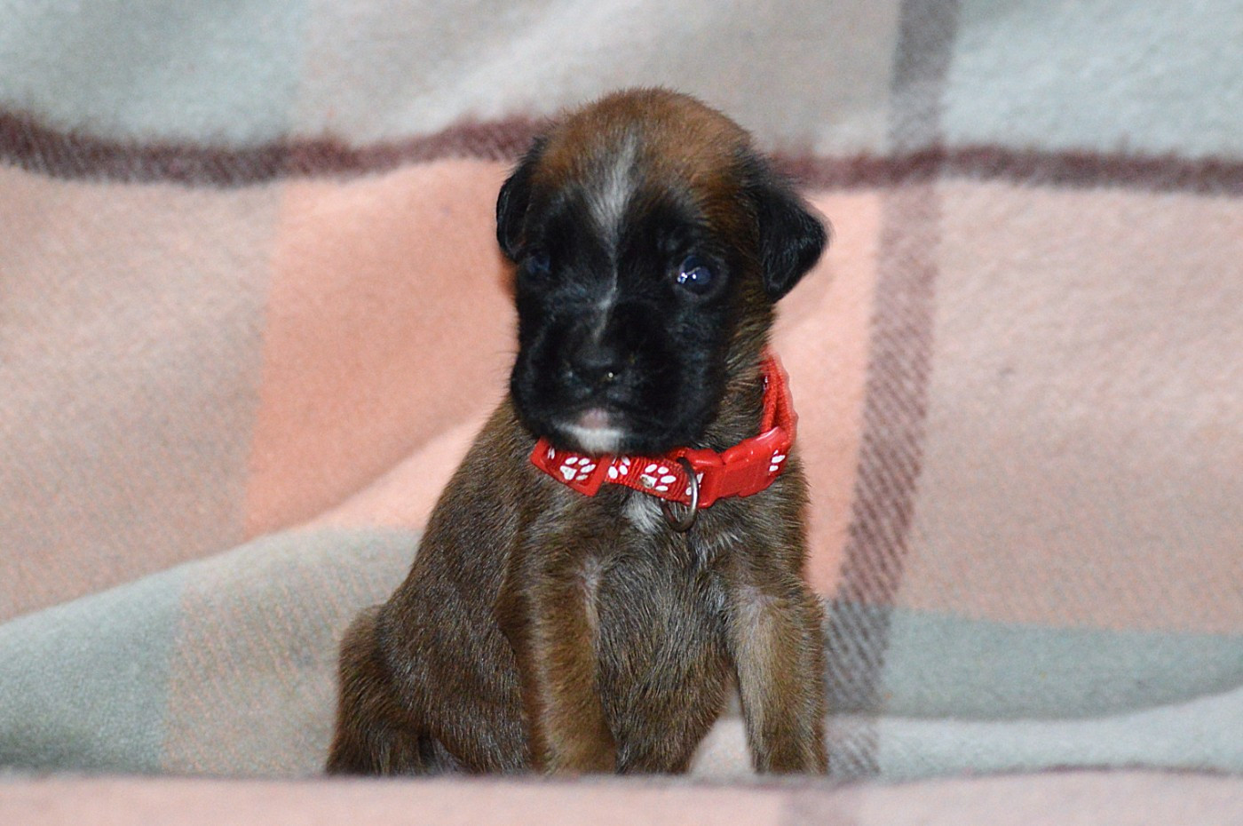 De La Colline Aux Crocs D'or - Chiots disponibles - Boxer