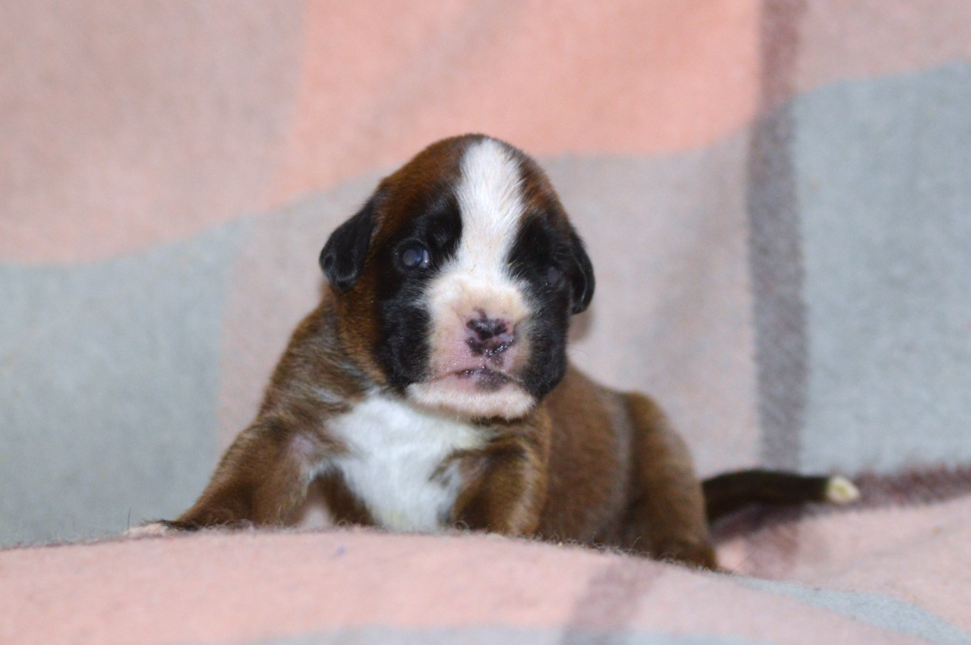 De La Colline Aux Crocs D'or - Chiots disponibles - Boxer