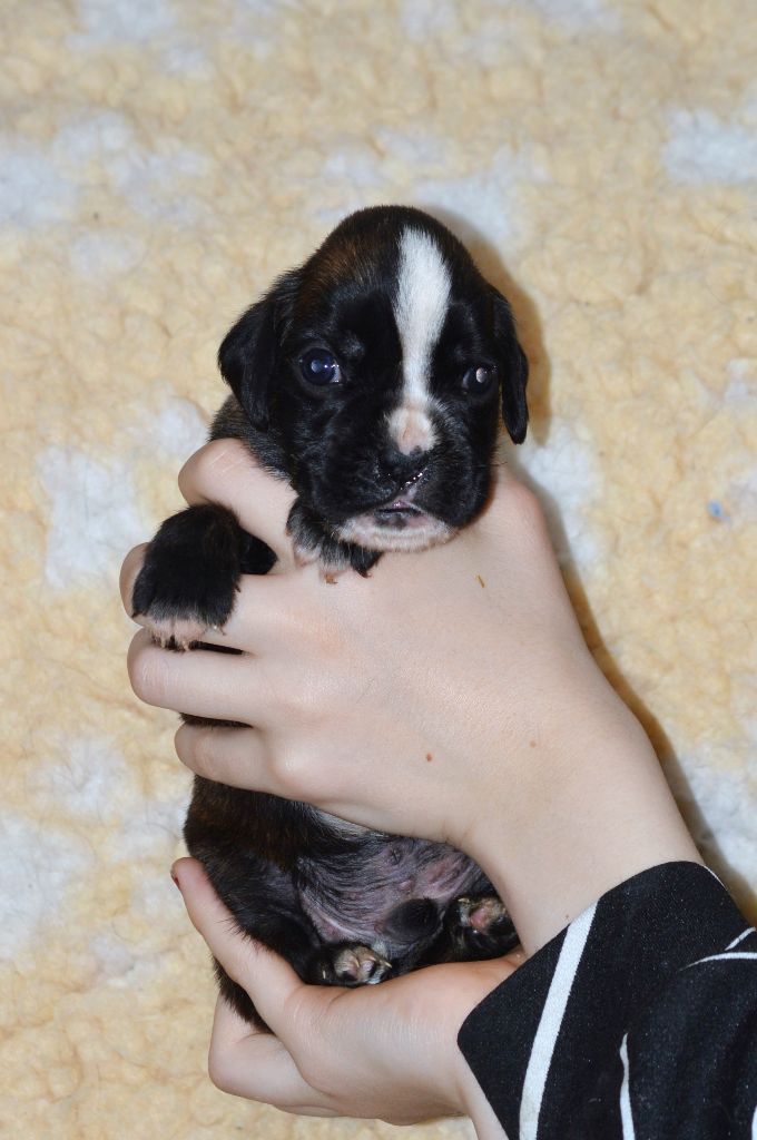 De La Colline Aux Crocs D'or - Chiots disponibles - Boxer