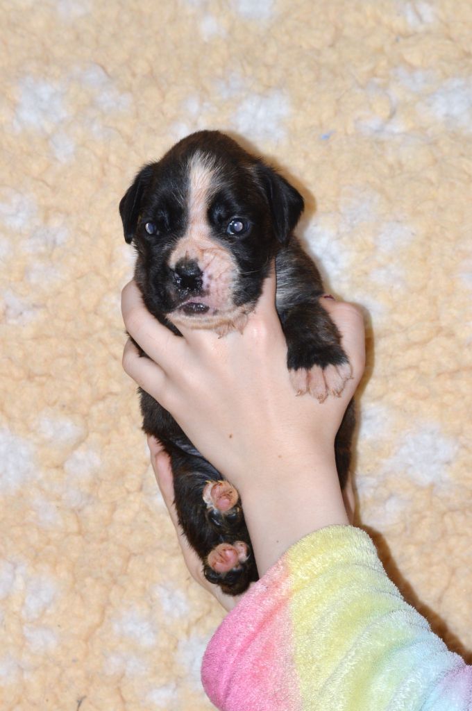 De La Colline Aux Crocs D'or - Chiots disponibles - Boxer