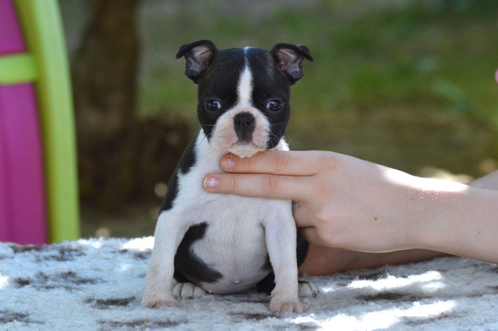 De La Colline Aux Crocs D'or - Chiots disponibles - Boston Terrier
