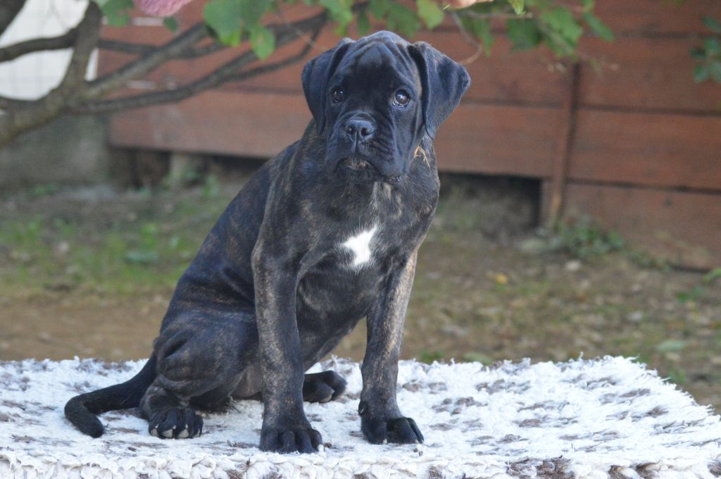 De La Colline Aux Crocs D'or - Chiots disponibles - Boxer