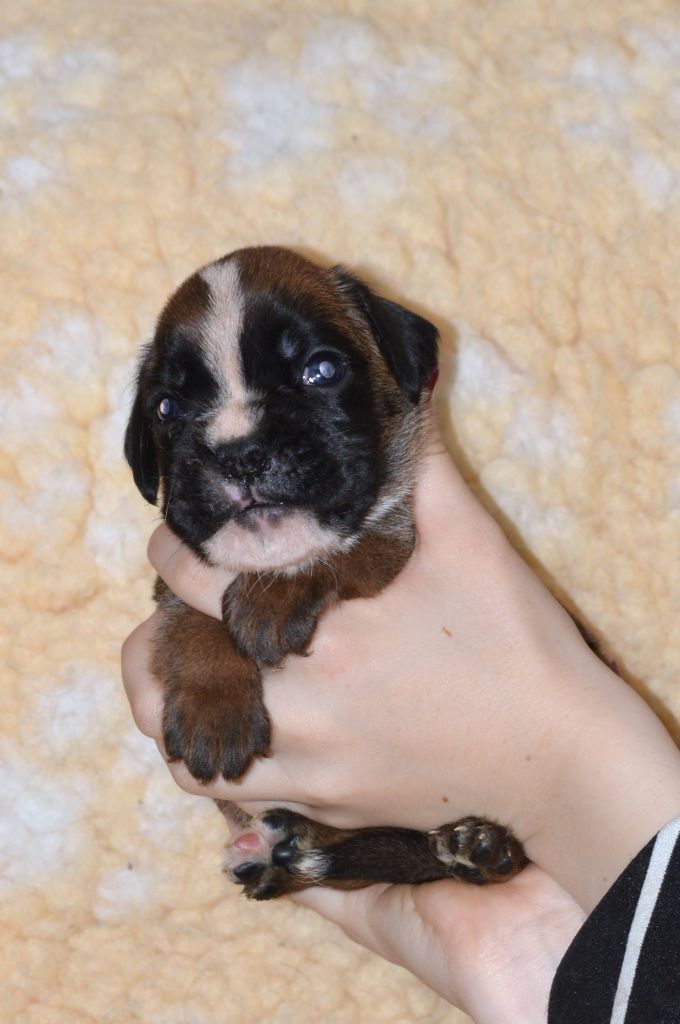 De La Colline Aux Crocs D'or - Chiots disponibles - Boxer