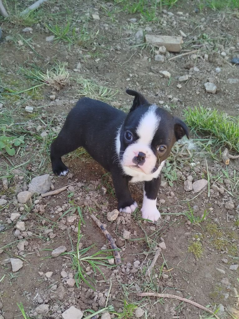 De La Colline Aux Crocs D'or - Chiots disponibles - Boston Terrier