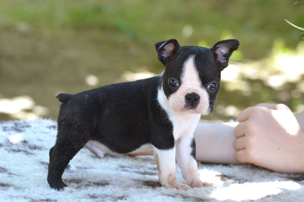 De La Colline Aux Crocs D'or - Boston Terrier - Portée née le 16/06/2025