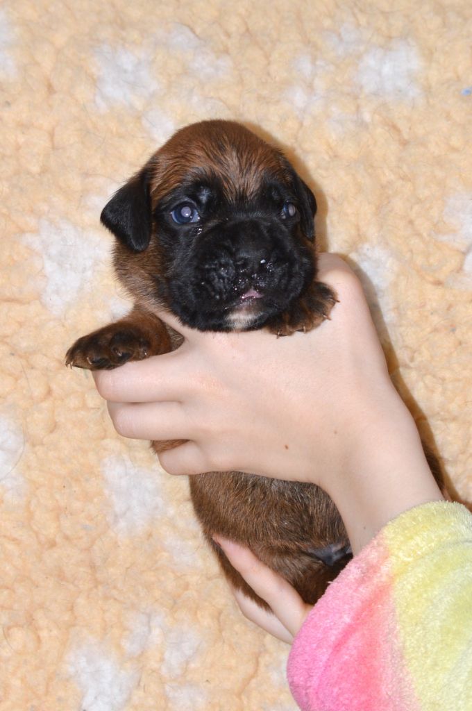 De La Colline Aux Crocs D'or - Chiots disponibles - Boxer