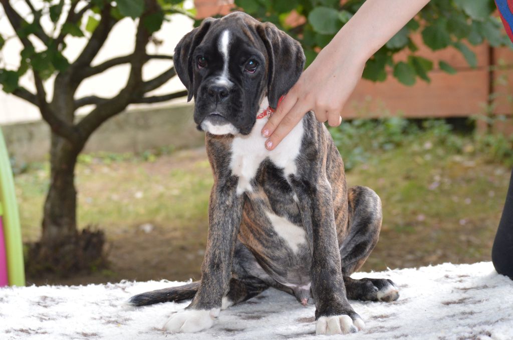 De La Colline Aux Crocs D'or - Chiots disponibles - Boxer